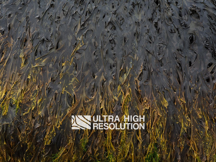 Charcoal Yellow-Tipped Kelp Texture (271cm x 203cm)