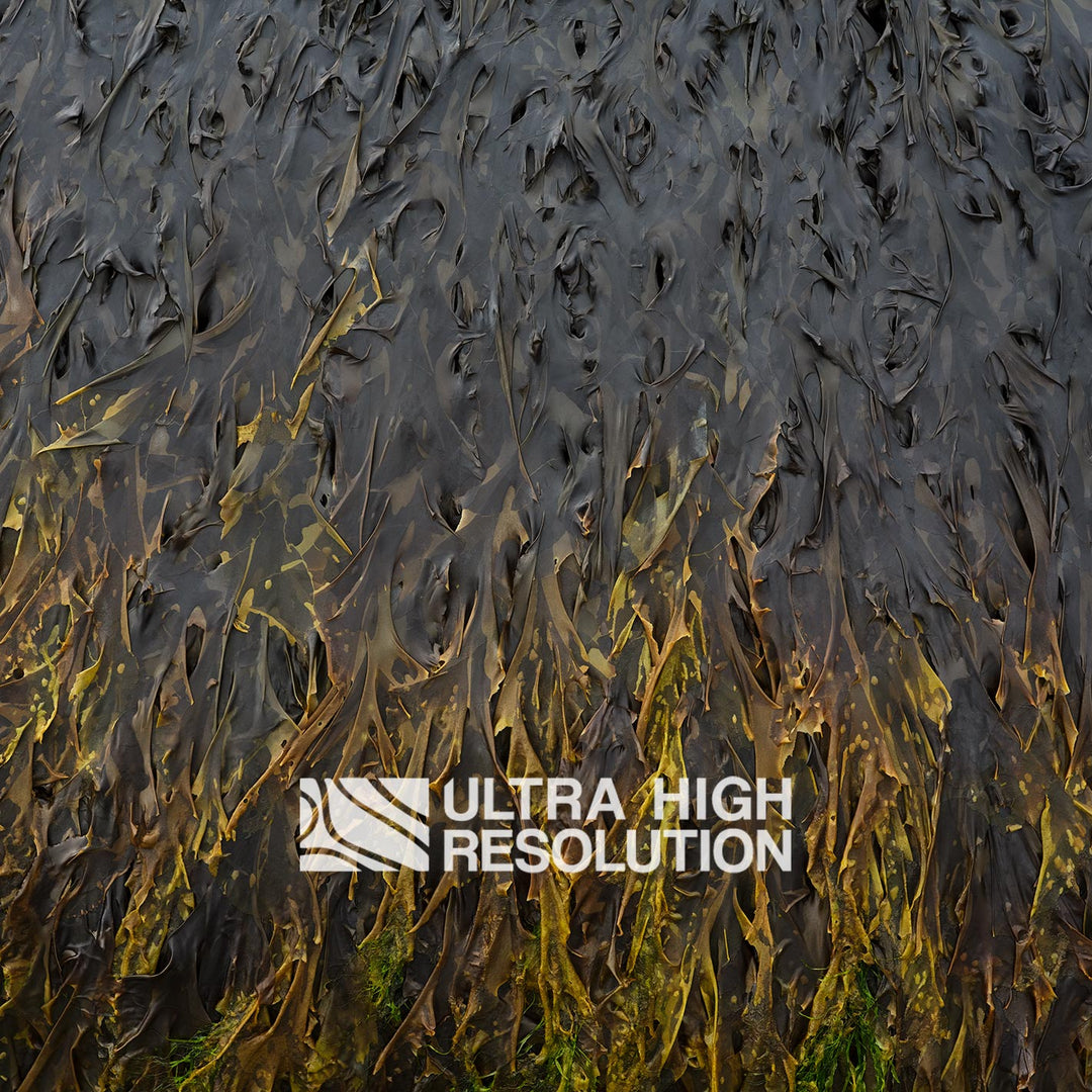 Charcoal Yellow-Tipped Kelp Texture (271cm x 203cm)