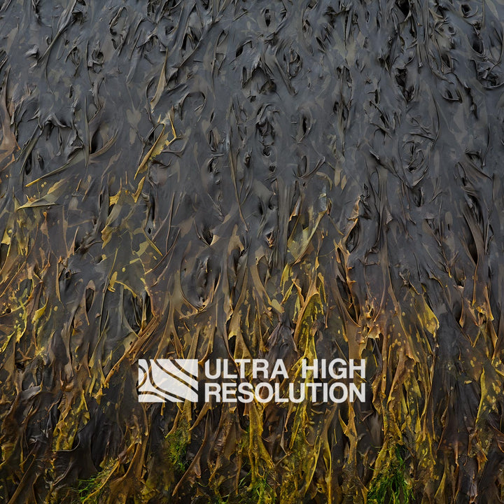 Charcoal Yellow-Tipped Kelp Texture (271cm x 203cm)