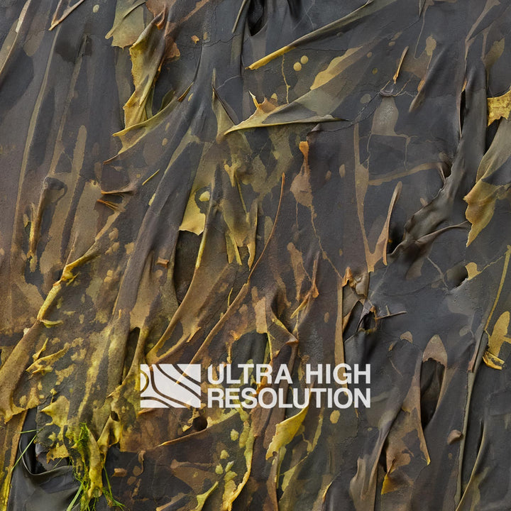 Charcoal Yellow-Tipped Kelp Texture (271cm x 203cm)
