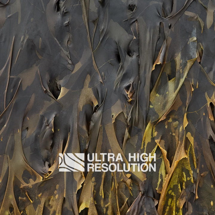 Charcoal Yellow-Tipped Kelp Texture (271cm x 203cm)