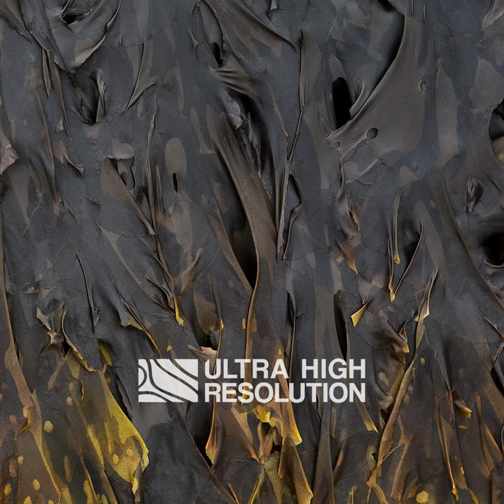 Charcoal Yellow-Tipped Kelp Texture (271cm x 203cm)