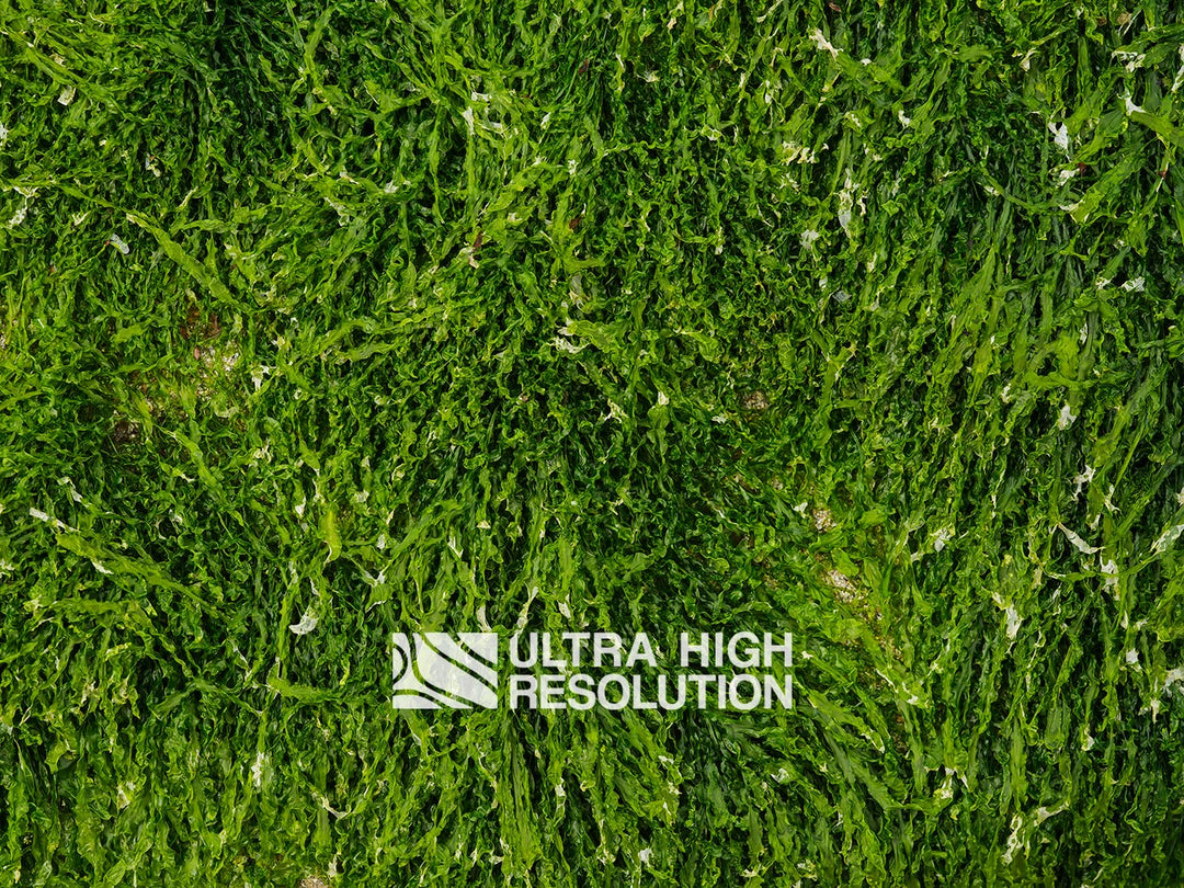 Forest Green Ruffled Seaweed Texture (271cm x 203cm)