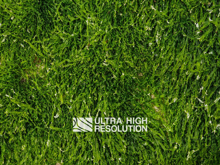 Forest Green Ruffled Seaweed Texture (271cm x 203cm)