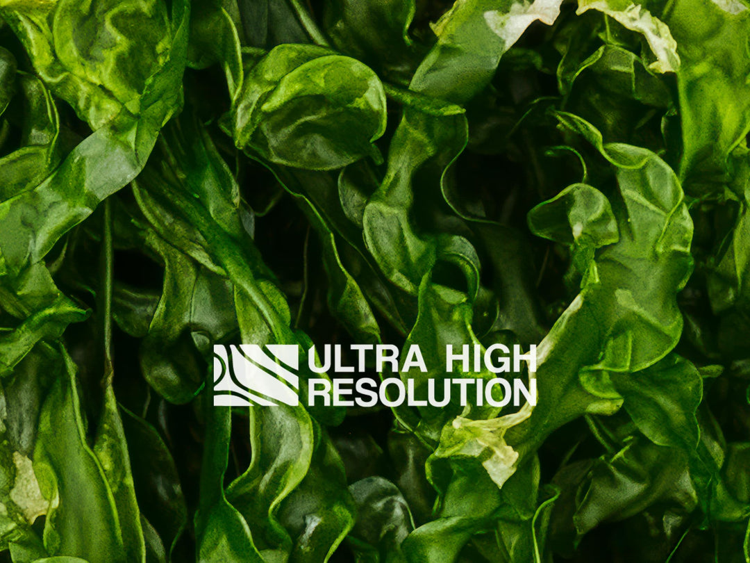 Forest Green Ruffled Seaweed Texture (271cm x 203cm)