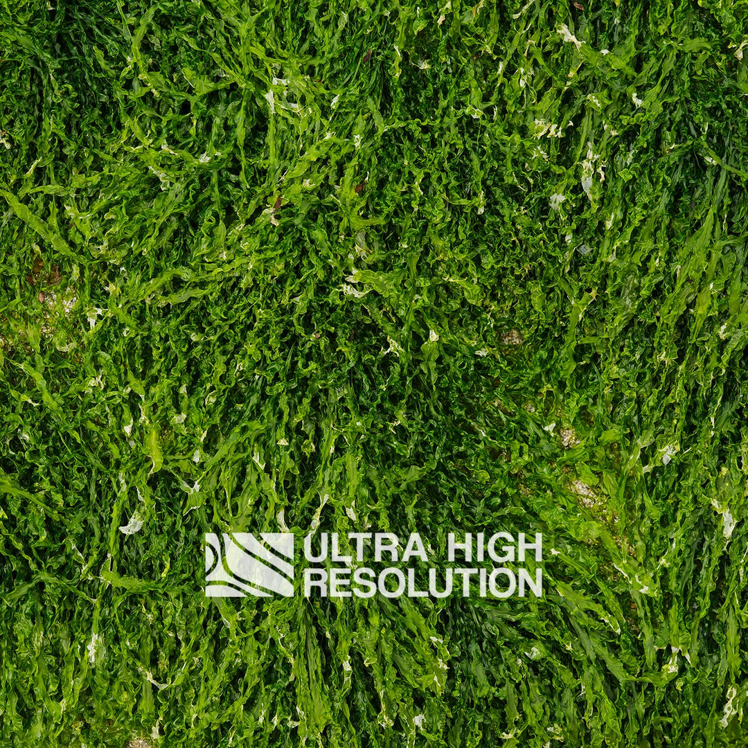Forest Green Ruffled Seaweed Texture (271cm x 203cm)