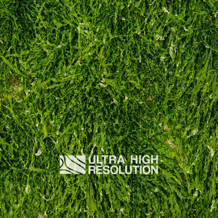 Forest Green Ruffled Seaweed Texture (271cm x 203cm)