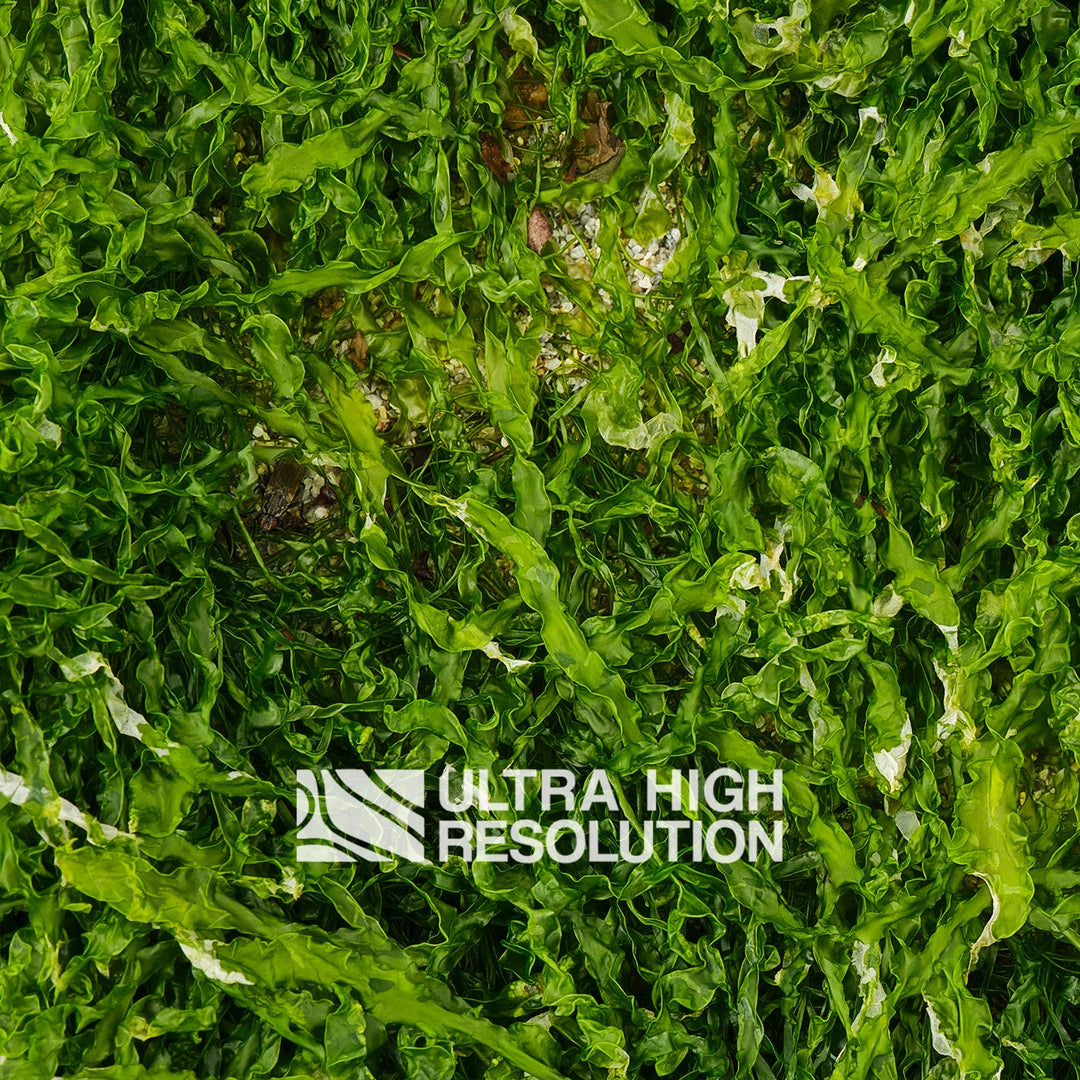 Forest Green Ruffled Seaweed Texture (271cm x 203cm)