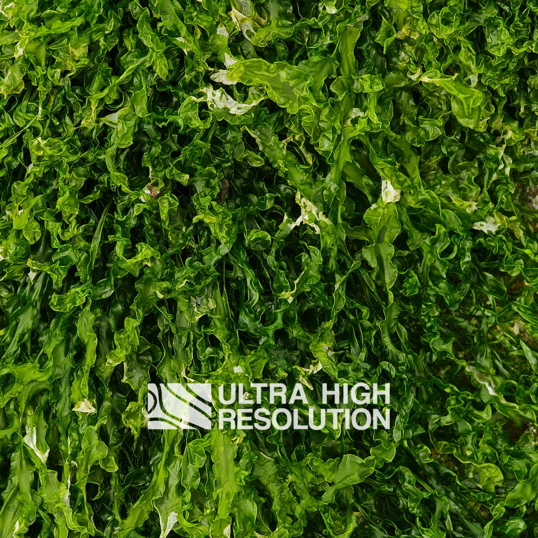 Forest Green Ruffled Seaweed Texture (271cm x 203cm)