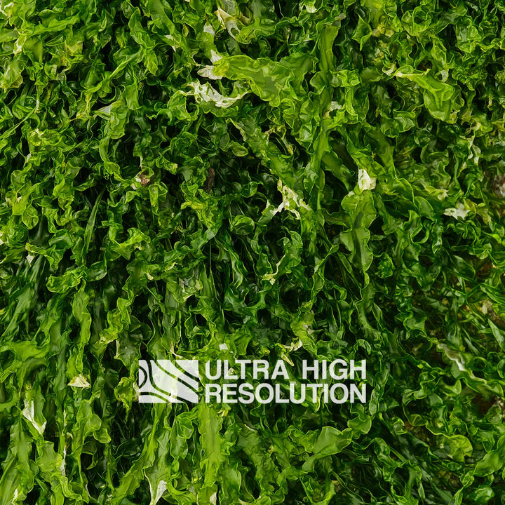 Forest Green Ruffled Seaweed Texture (271cm x 203cm)