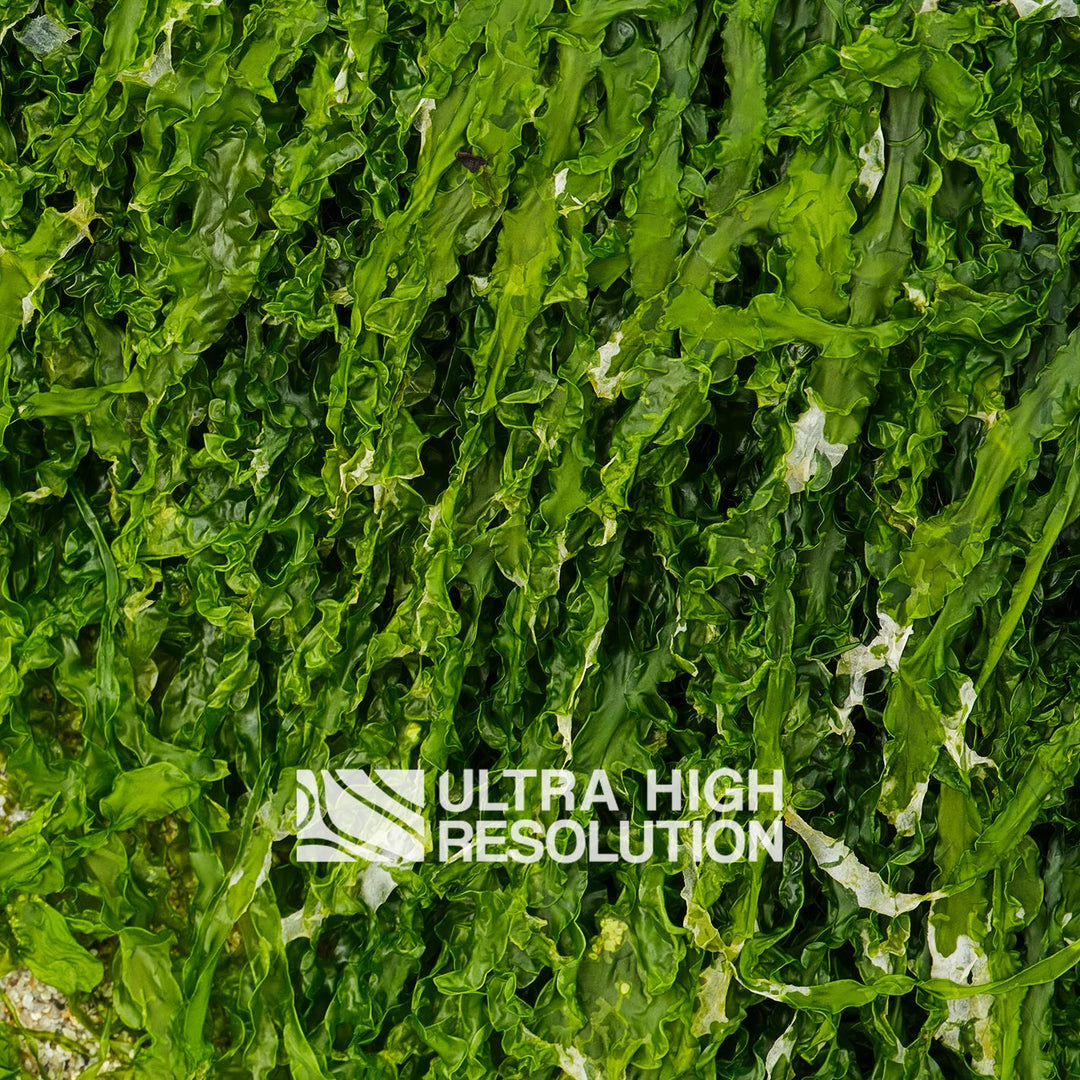 Forest Green Ruffled Seaweed Texture (271cm x 203cm)