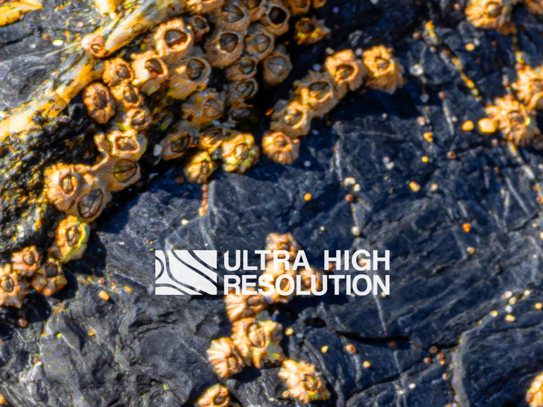 Grey Rock Texture with Amber Barnacles (342cm x 147cm)