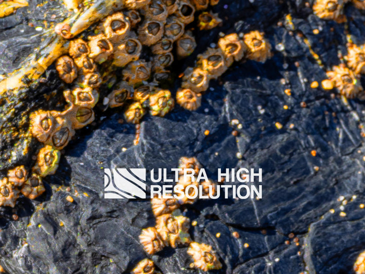 Grey Rock Texture with Amber Barnacles (342cm x 147cm)
