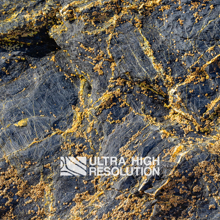Grey Rock Texture with Amber Barnacles (342cm x 147cm)