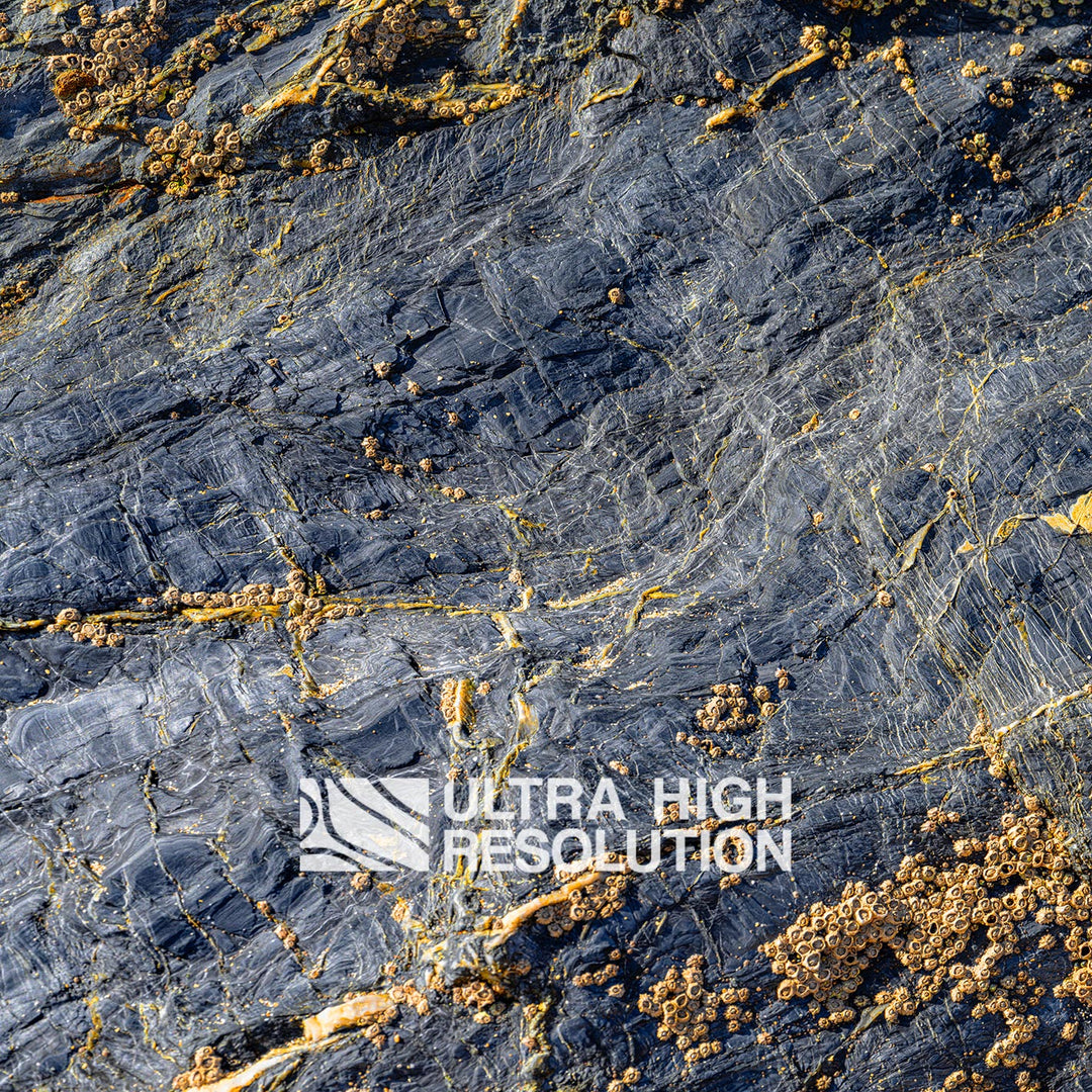 Grey Rock Texture with Amber Barnacles (342cm x 147cm)