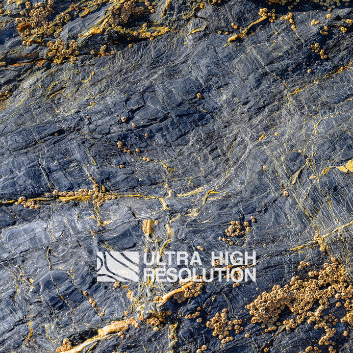 Grey Rock Texture with Amber Barnacles (342cm x 147cm)