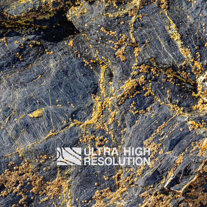 Grey Rock Texture with Amber Barnacles (342cm x 147cm)