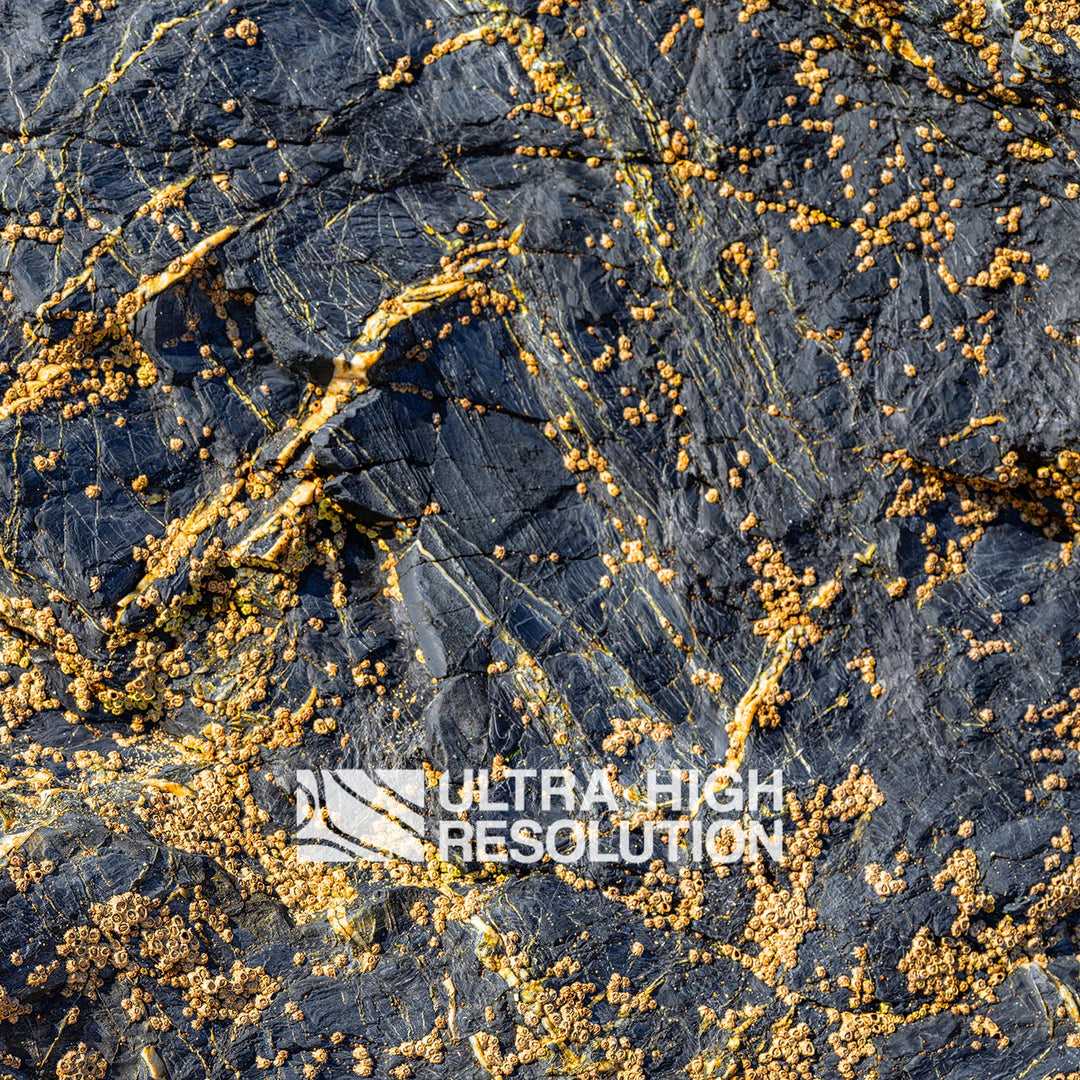 Grey Rock Texture with Amber Barnacles (342cm x 147cm)