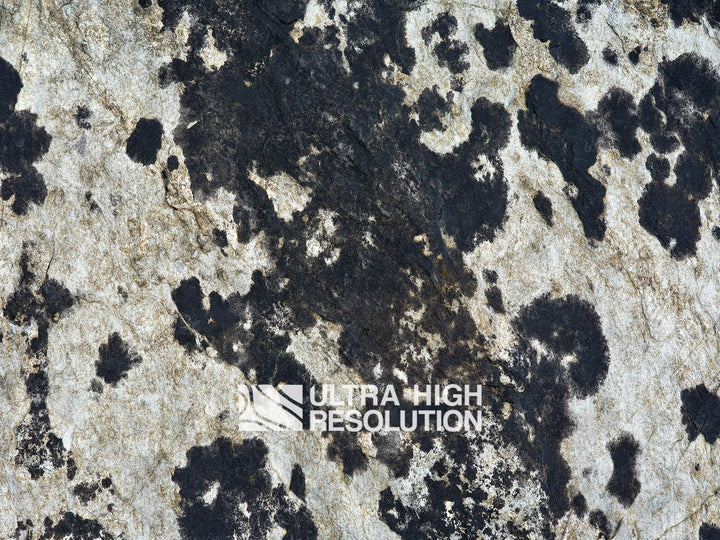 Light Grey Blotched Lichen Rock Texture (271cm x 203cm)