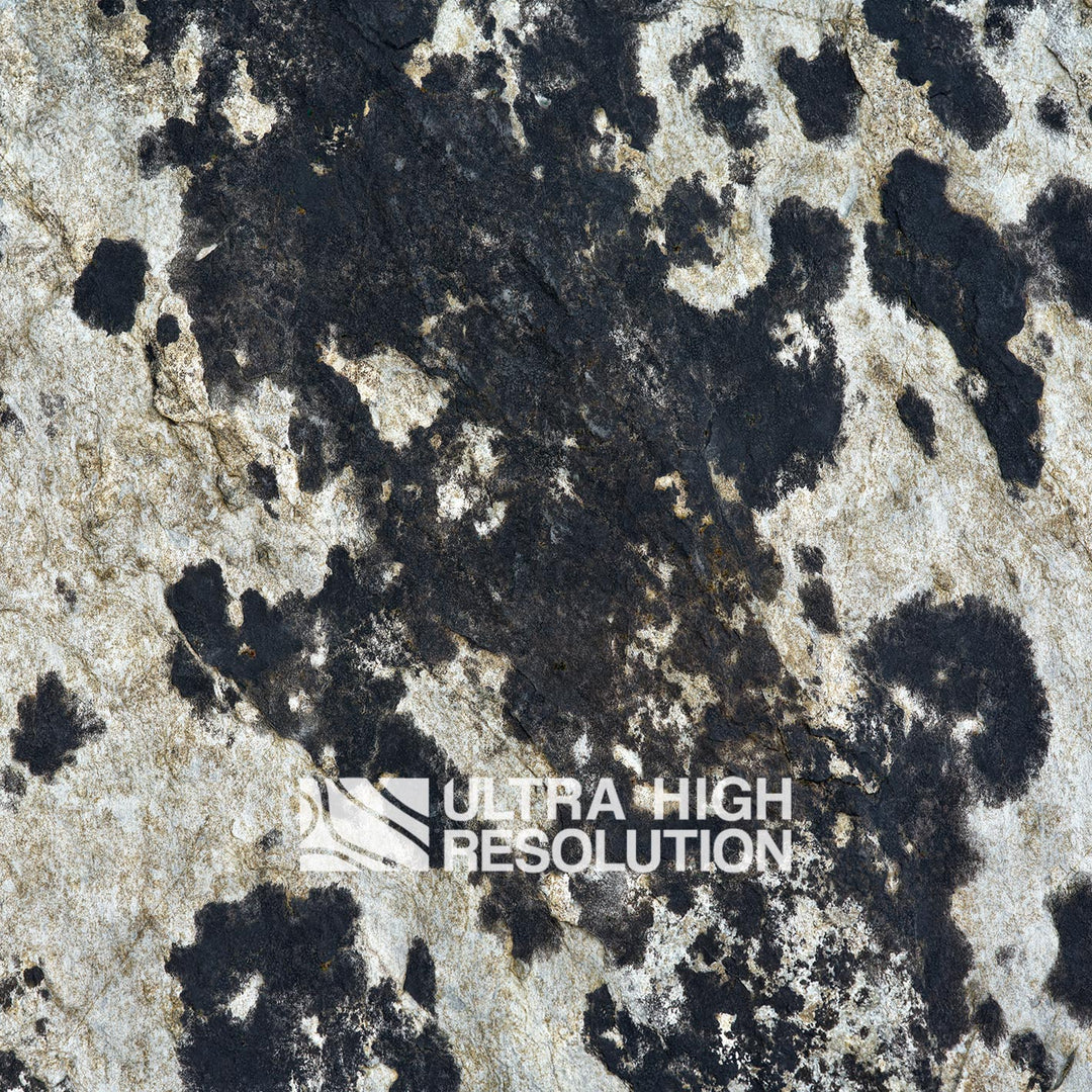 Light Grey Blotched Lichen Rock Texture (271cm x 203cm)