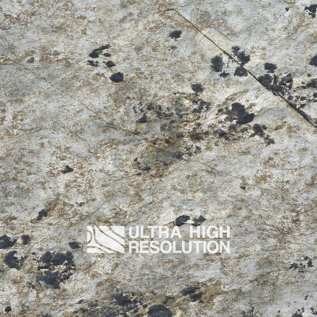 Light Grey Lichen Mottled Rock Texture (271cm x 203cm)