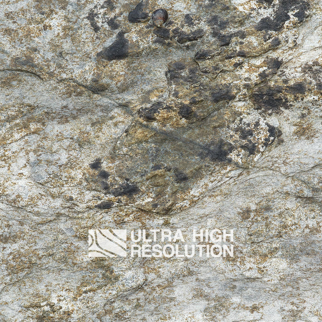 Light Grey Lichen Mottled Rock Texture (271cm x 203cm)