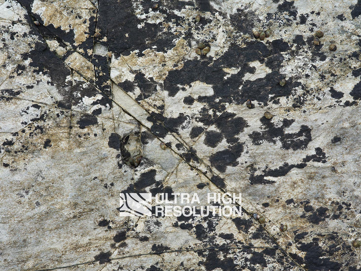 Light Grey Periwinkle Lichen Rock Texture (271cm x 203cm)