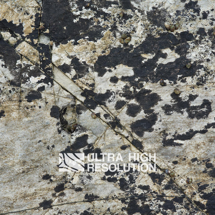 Light Grey Periwinkle Lichen Rock Texture (271cm x 203cm)