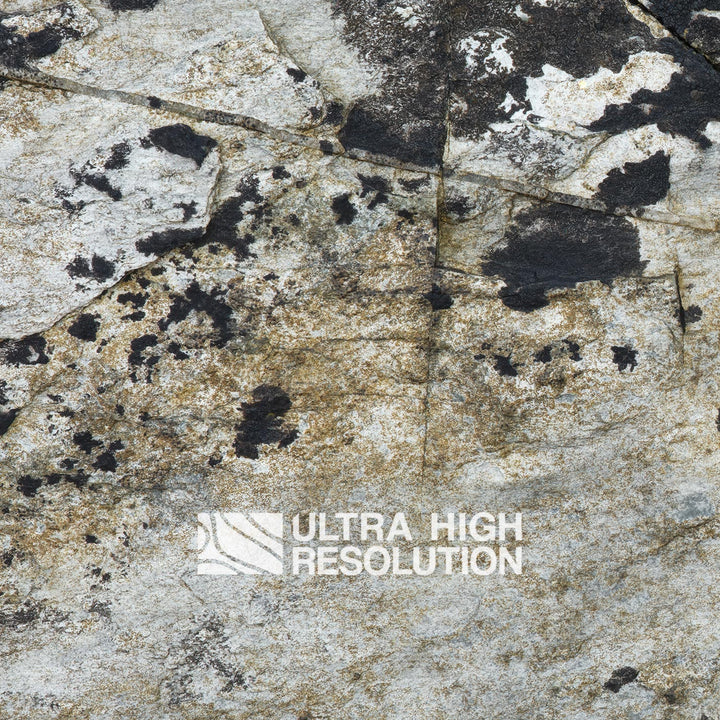 Light Grey Periwinkle Lichen Rock Texture (271cm x 203cm)