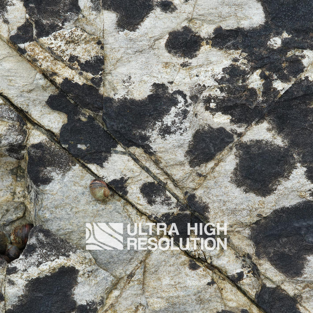Light Grey Periwinkle Lichen Rock Texture (271cm x 203cm)