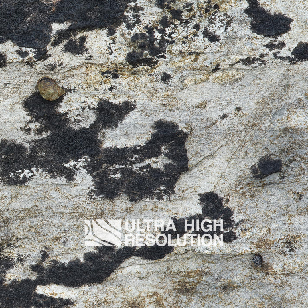 Light Grey Periwinkle Lichen Rock Texture (271cm x 203cm)