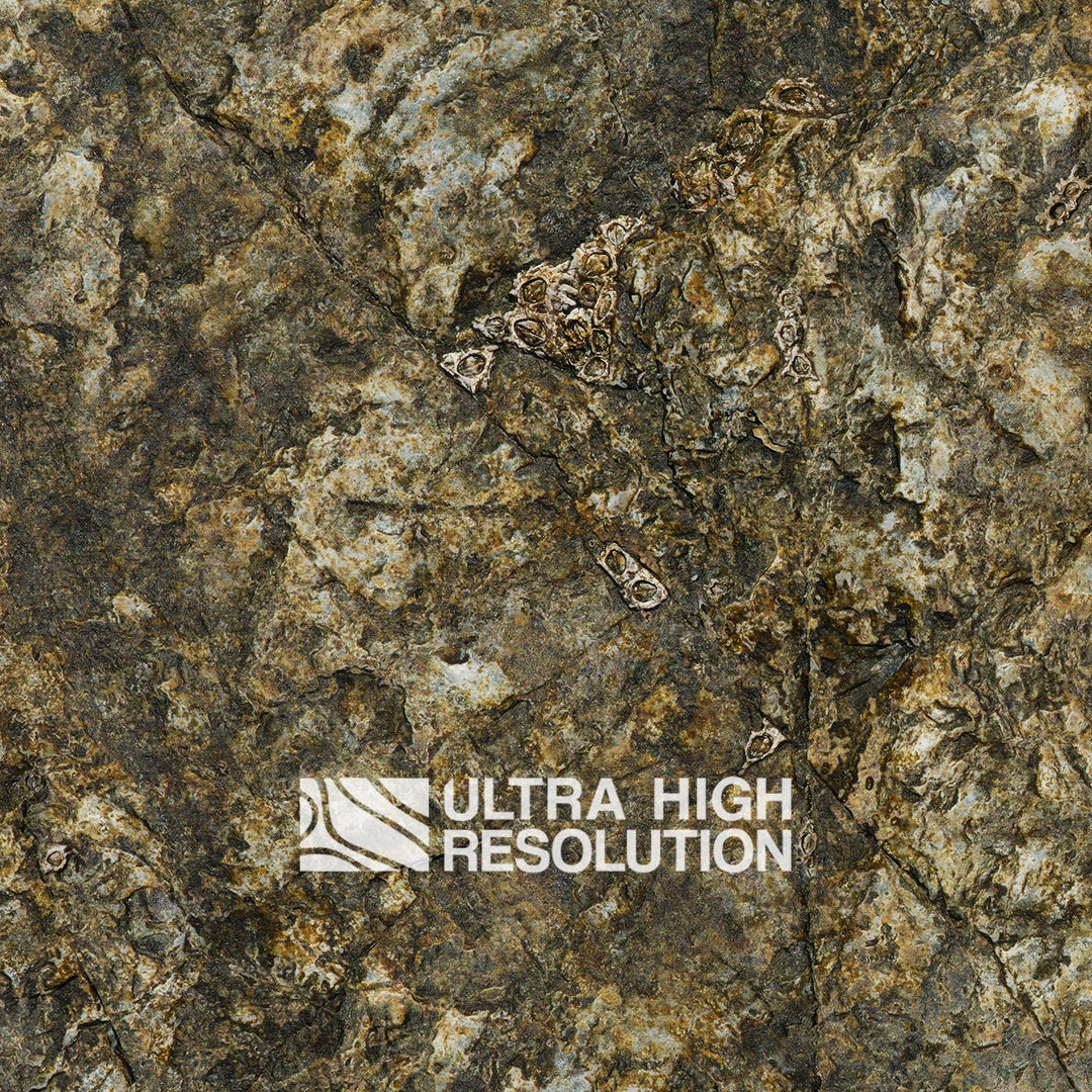 Olive Mottled Intertidal Rock Texture (271cm x 200cm)