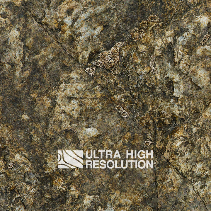 Olive Mottled Intertidal Rock Texture (271cm x 200cm)