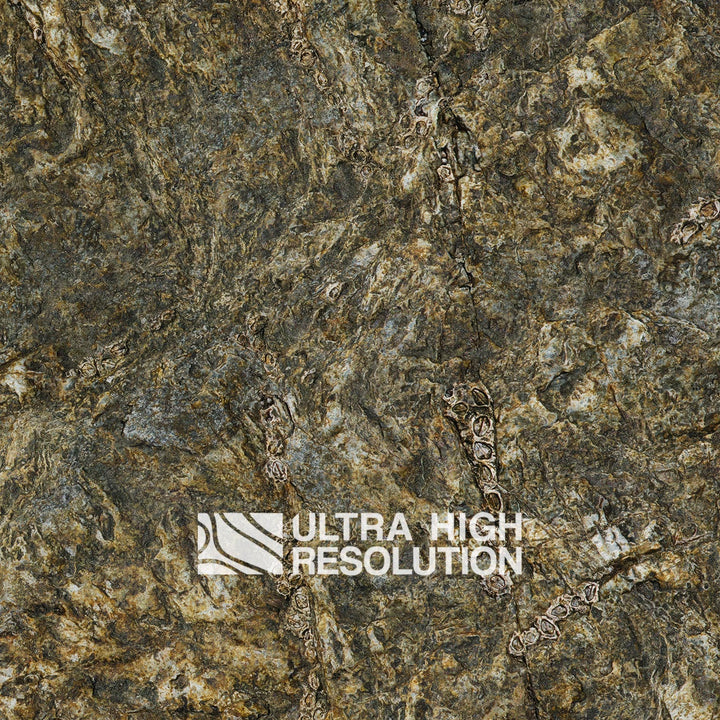 Olive Mottled Intertidal Rock Texture (271cm x 200cm)