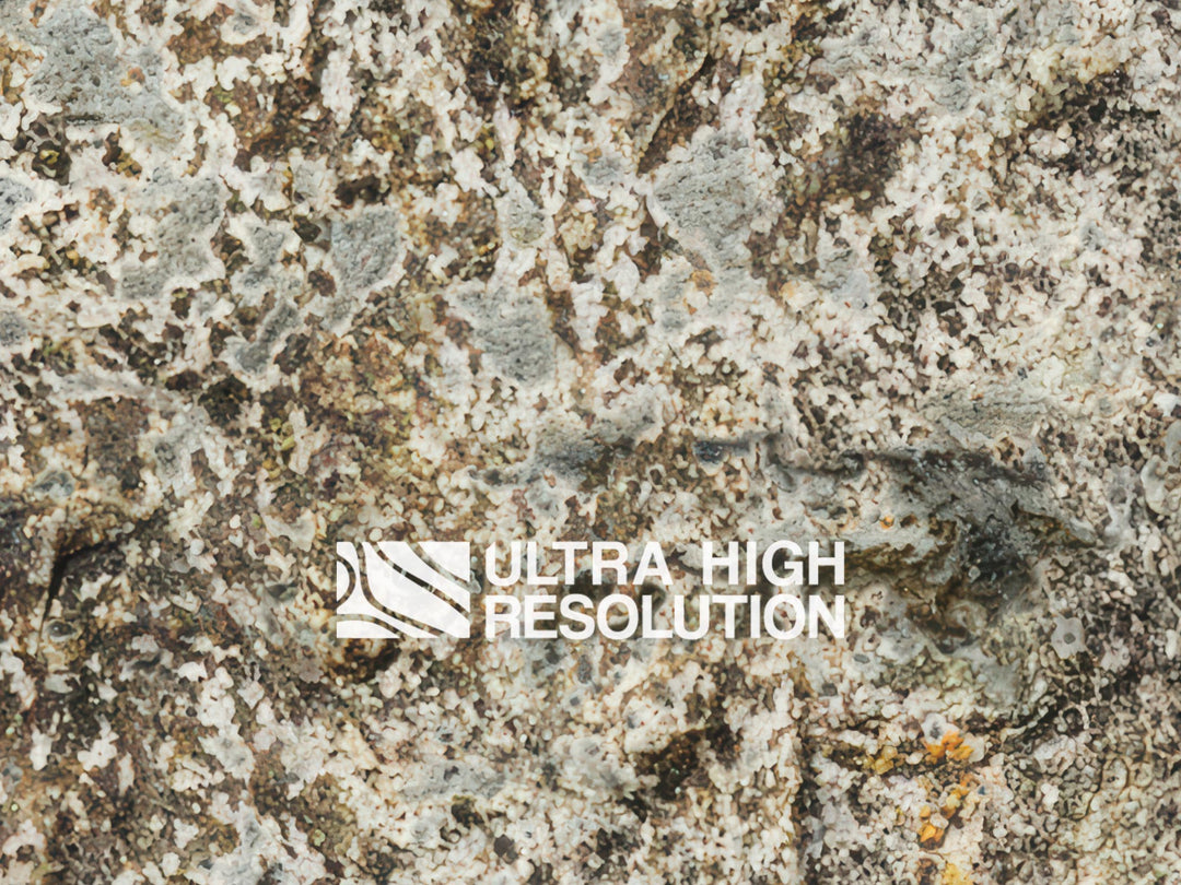 Stone Lichen Encrusted Rock Texture (271cm x 200cm)